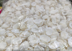 Baby Sea Shells