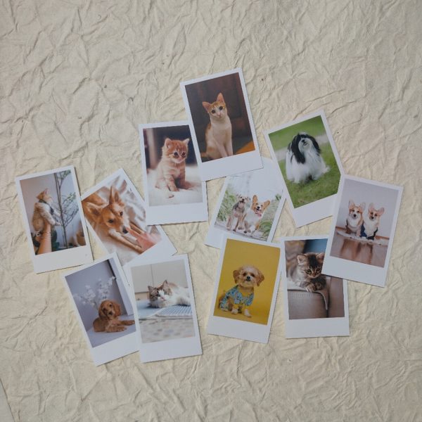 Mini Photos - Cute Pets